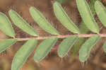 Tennessee milkvetch